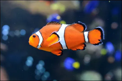 Quel est le nom de cet animal ?