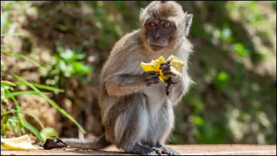 Quel est le nom de cet animal ?