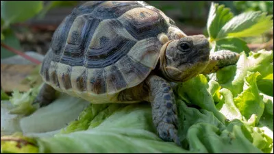 Quel est le nom de cet animal ?
