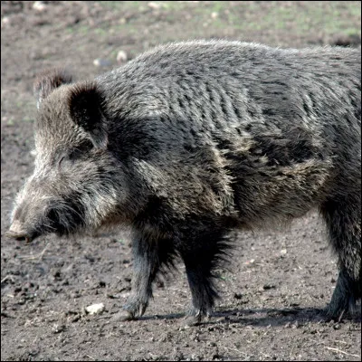 Quel est le nom de cet animal ?