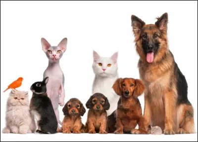 Quel est ton animal préféré ?