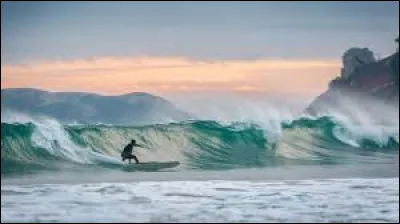 Dans le film d'animation "Les Rois de la glisse", quel animal est Cody qui souhaite devenir surfeur ?