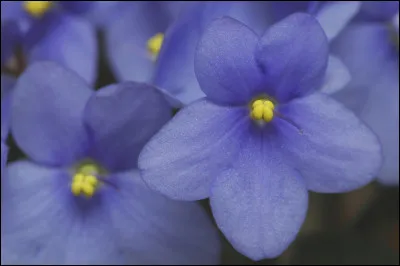 Comment dit-on "violet" en anglais ?