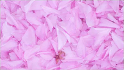 Comment dit-on "rose" en anglais ?