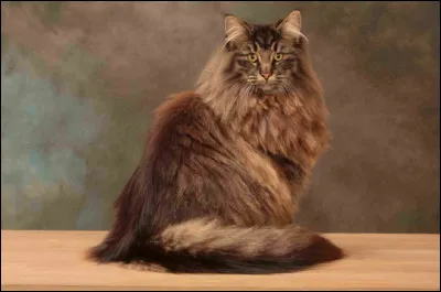 Quelle est cette race de chat ?