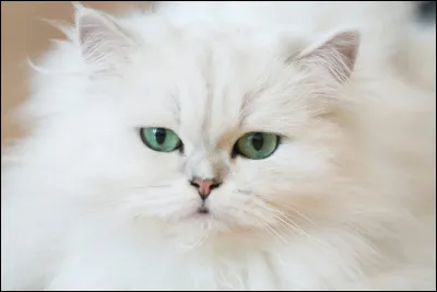 Quelle est cette race de chat ?