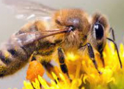 Quiz Les abeilles en culture gnrale !