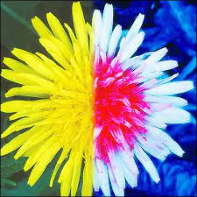 Quel type de vision les abeilles ouvrières possèdent-elles ?