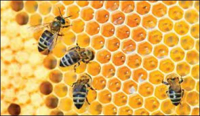 Laquelle de ces abeilles est stérile ?