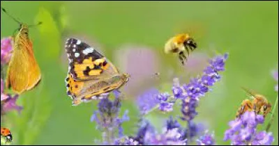 Il est l'interprète de la chanson "LAbeille et le Papillon".