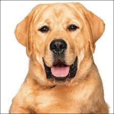 Qui est assassiné en 1963, pour René Fallet ?