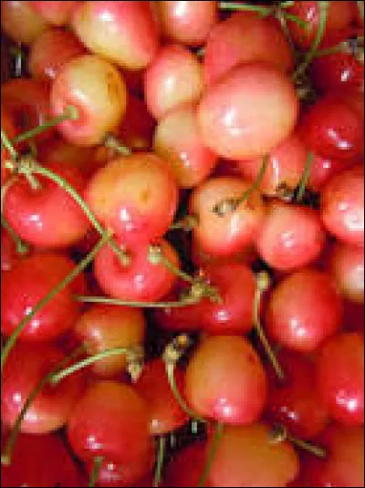 Qui est "Pommier" pour Frédéric Dard, en 2000 ?