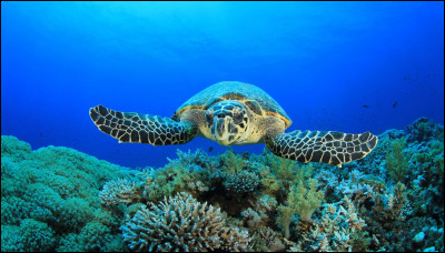Les tortues marines - De quoi le sexe des petites tortues à naître dépend-il ?