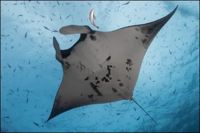 Les raies - Où les branchies des raies sont-elles situées ?