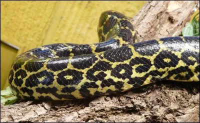 Quel est le plus gros serpent du monde ?