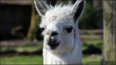 Cet animal d'Amérique andine est un ...