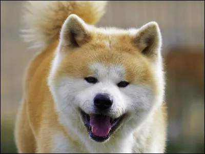 Quel apprenti est mort en essayant d'attaquer la meute de chiens, dans le cycle 1 ?