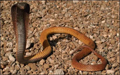 Serpent très venimeux :
