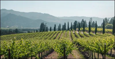 Vallée viticole californienne :