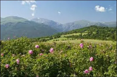 La vallée de Kazanlak est aussi appelée La vallée des roses, car les roseraies s'y étendent à perte de vue. Dans quel pays se trouve ce magnifique endroit ?