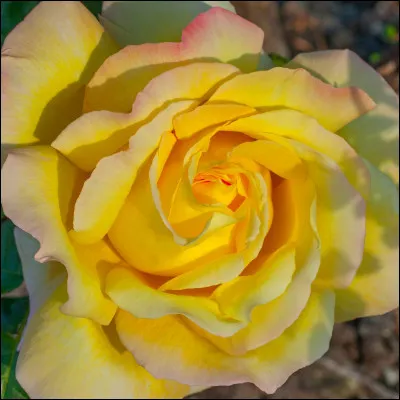 La maison française Meilland est la plus réputée des rosiéristes. Dans quel coin de France s'est créée Meilland ?
