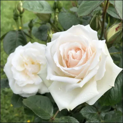 Les têtes couronnées sont nombreuses à avoir une rose à leur nom, même le défunt Prince Philip d'Edimbourg avait sa rose. Une tête couronnée a même 2 roses à son nom, qui est-ce ?
