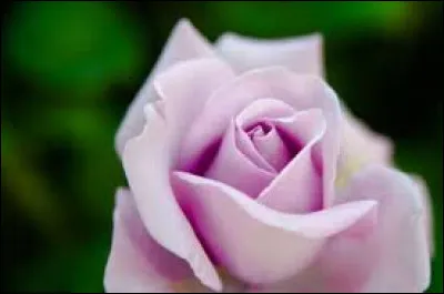 Des rosiers sans épines (ou plutôt presque sans épines) existent. Quel qualificatif est donné à ce type de rosiers ?