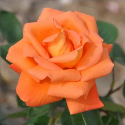 Quel acteur célèbre était un jardinier de haute compétence qui excellait justement dans les roses, et en a une à son nom ?