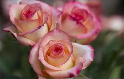 "Et rose elle vécut ce que vivent les roses... L'espace d'un instant". Qui est l'auteur ?