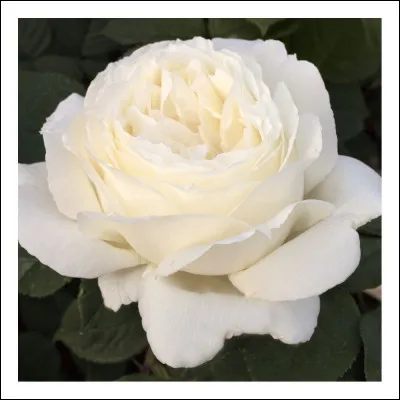 Dans le film "La fine fleur", une créatrice de nouvelles variétés de roses est en faillite avant de créer une pure merveille. Qui interprète cette artiste en fleur ?