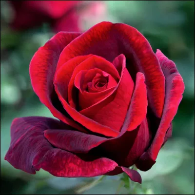 Parmi les parfums proposés, lequel est une merveilleuse senteur de roses ?