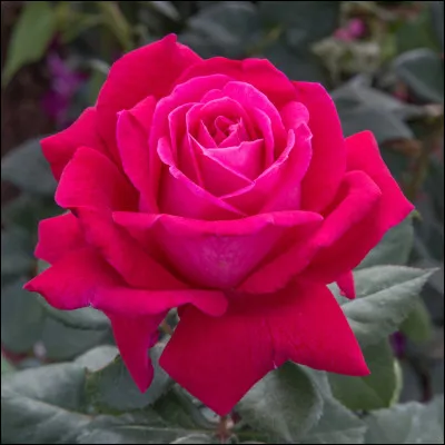 Il y a eu de nombreuses "Rose" au cinéma, et à la télévision. L'une des plus délicieuses est d'origine norvégienne, et participe à la série... ?