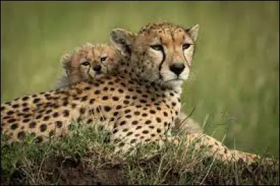 Il s'agit de l'animal terrestre le plus rapide !