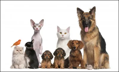 Quels animaux pr&eacute;f&egrave;res-tu ?