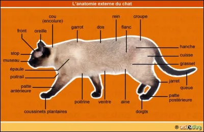Quelle partie du corps le chat n'a-t-il pas ?