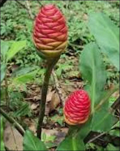 La plus connue avait un nom d'oiseau, c'est la...