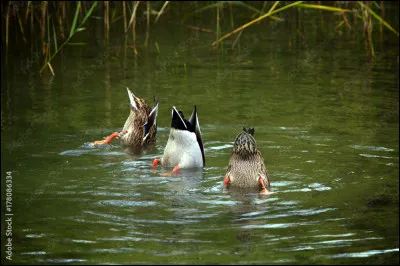 Identifiez ces oiseaux pour trouver le nom d'une ou d'un interprète !