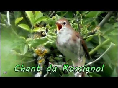 Identifier cet oiseau, c'est identifier celle ou celui qui l'a chanté !