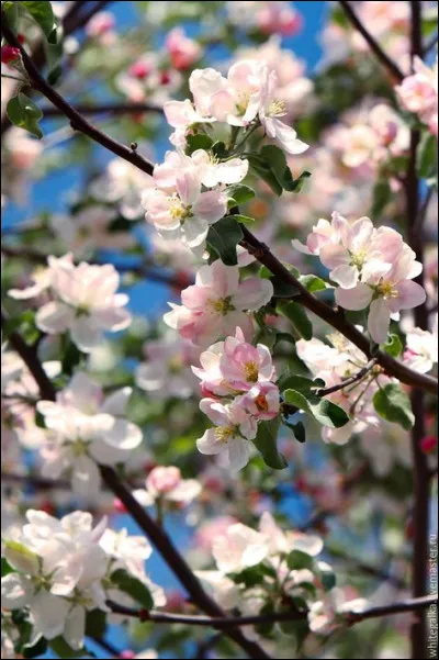 Cela monte à la tête et enivre assez facilement :