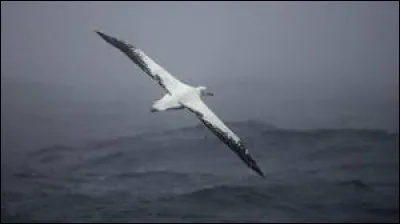 L'envergure du condor est-elle supérieure à celle de l'albatros ?