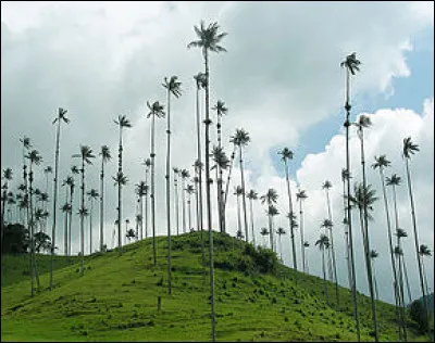 Savez-vous que les palmiers ne sont pas des arbres mais des plantes géantes ? La tige (tronc) est appelée le stipe. Les plus hauts des stipes sont ceux d'un palmier des Andes qui atteignent une hauteur de... ?