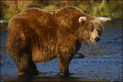 Quel est ce mammifère, un ours puissant, rapide et féroce pesant entre 500 et 850 kg et vivant dans le golfe de l'Alaska ?