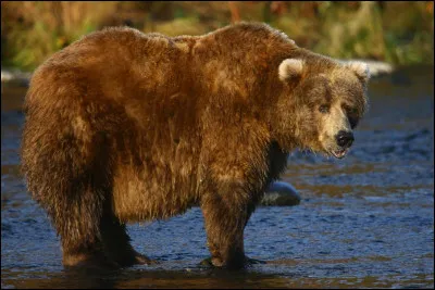 Quel est ce mammifère, un ours puissant, rapide et féroce pesant entre 500 et 850 kg et vivant dans le golfe de l'Alaska ?