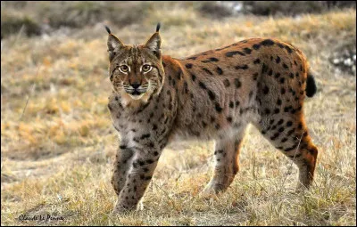 Quel est ce mammifère, un félin à la face ornée de favoris avec des oreilles triangulaires vivant dans la forêt boréal ?