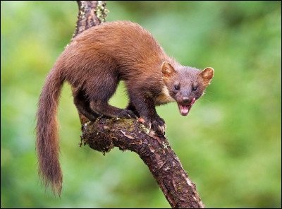Quel est ce mammifère carnivore qui vit dans les forêts et bois d'Eurasie ?