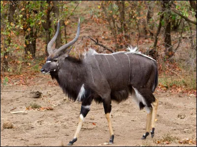 Quel est ce mammifère, une antilope du sud-est de l'Afrique à la robe zébrée et aux grandes oreilles ?