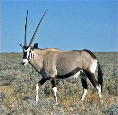 Quel est ce mammifère, une antilope d'Afrique avec de longues cornes droites pointant vers l'arrière ?