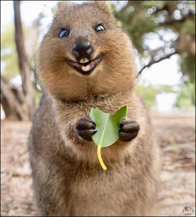 Quel est ce mammifère, un marsupial mascotte de l'Australie surnommé "l'animal le plus heureux du monde" à cause de son sourire permanent ?