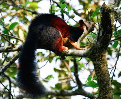Quel est ce mammifère, un écureuil géant originaire d'Asie ?