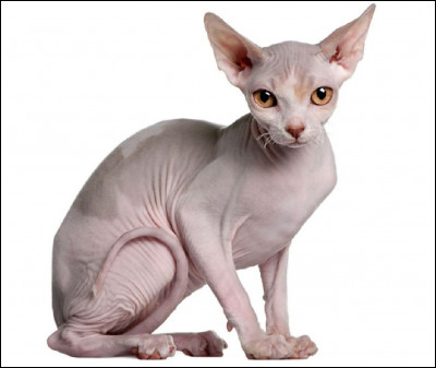 Quel est ce mammifère, une race de chat originaire du Canada caractérisé par la quasi-abscence de fourrure et par de très grandes oreilles ?